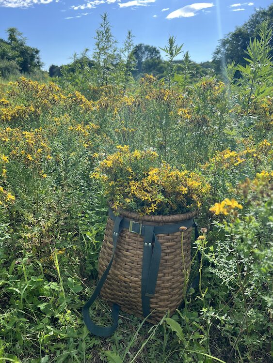 A basket of foraged golden rod in a field in the Hudson Valley NY by Sasha Botanica.