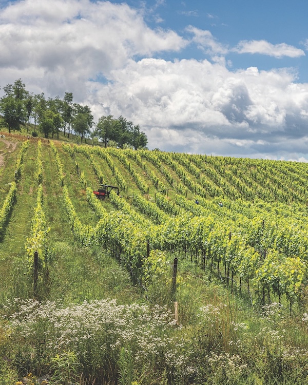Rolling hills at Klocke Estate Distillery