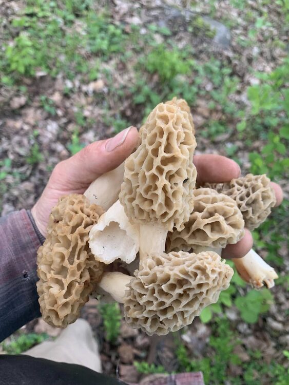 Foraged morel mushrooms in Dan's hands.