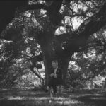 Lyle Lovett sitting under a tree.