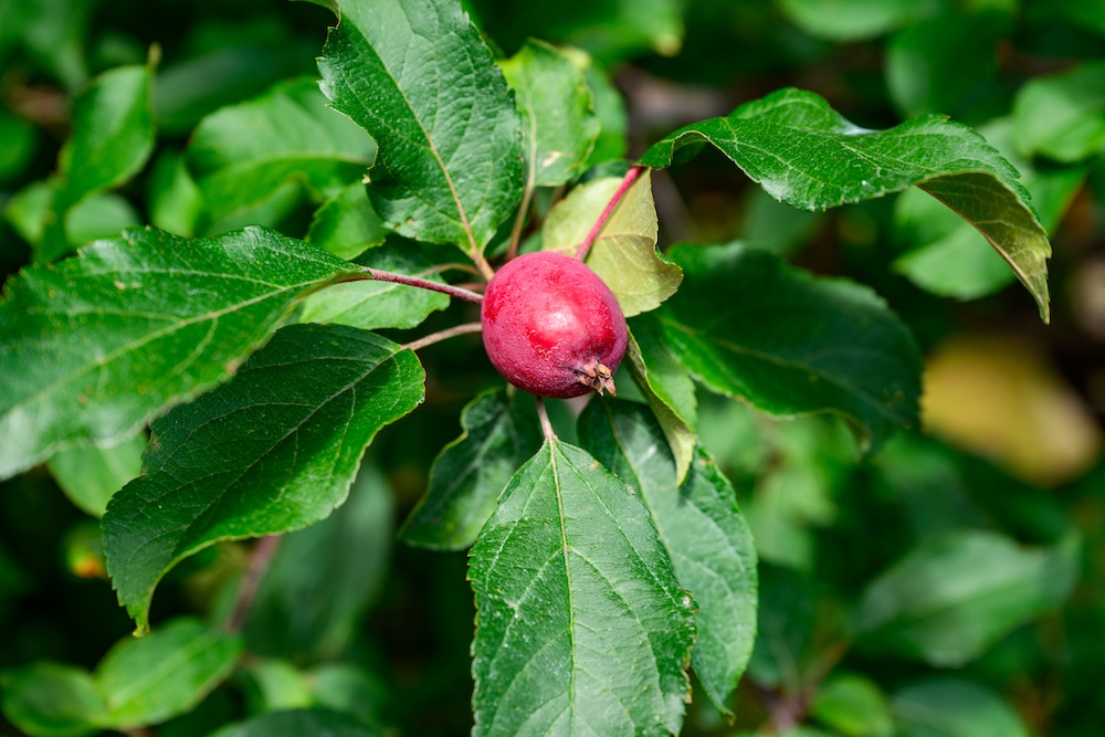A growing apple at Rose Hill Farm in Red Hook NY.