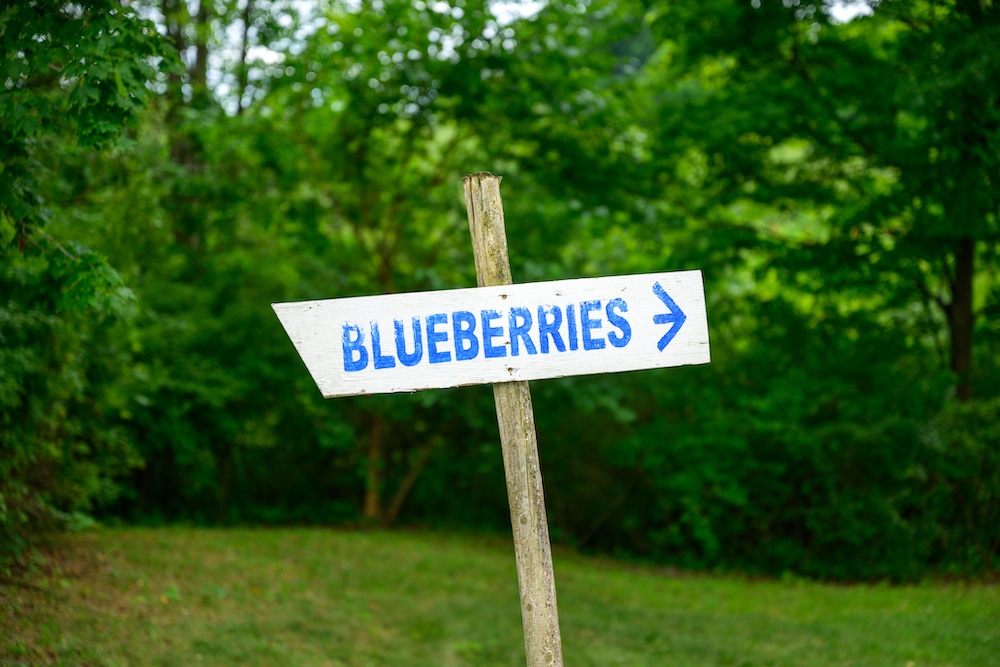 Blueberries sign at Rose Hill Farm in Red Hook NY.