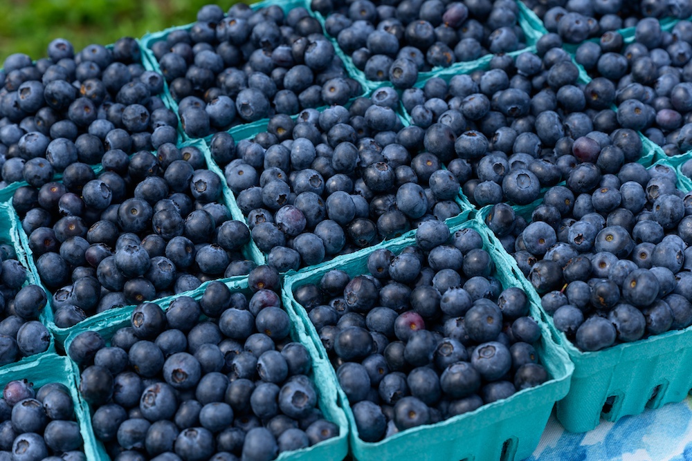 Pints of blueberry from Stone Ridge Orchard.