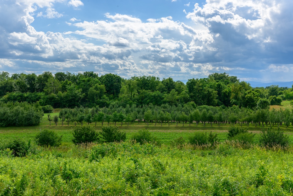 distant shot of the Wonderland orchard at Rose Hill Farm in Red Hook NY.