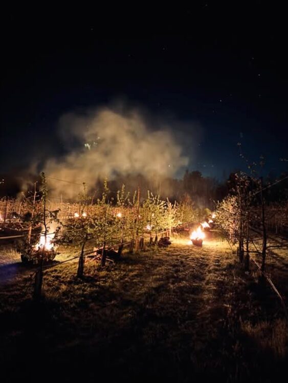 Fires are strategically placed between rows of vines in the night to remediate the frost at Westward Orchard in New Paltz, NY, in April 2026.