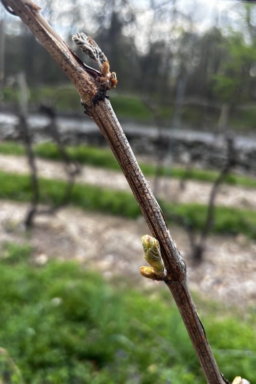 Grape vines and buds after the freeze in April 2026 at Quartz Rock Vineyard in Marlboro NY.