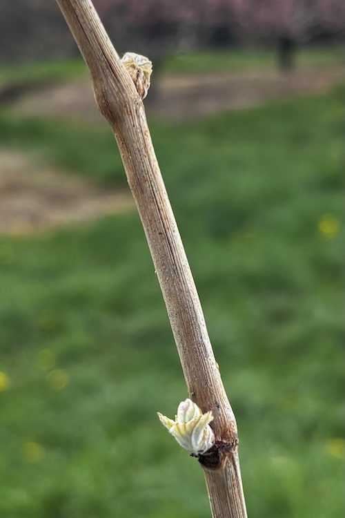 Grape vines and buds before the freeze in April 2026 at Quartz Rock Vineyard in Marlboro NY.