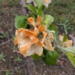 Freezer-burned blossom at Dressel Farm in New Paltz, NY, in April 2026.