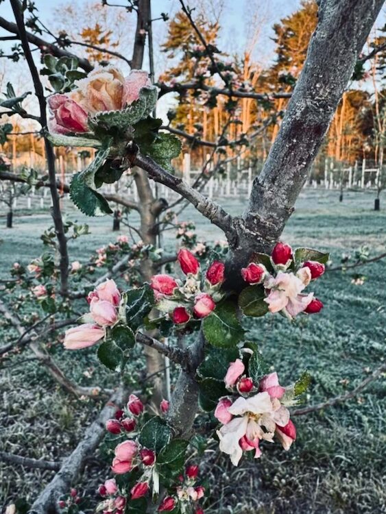 Frosty blossoms on a vine after the freeze at Westward Orchard in New Paltz, NY, in April 2026.
