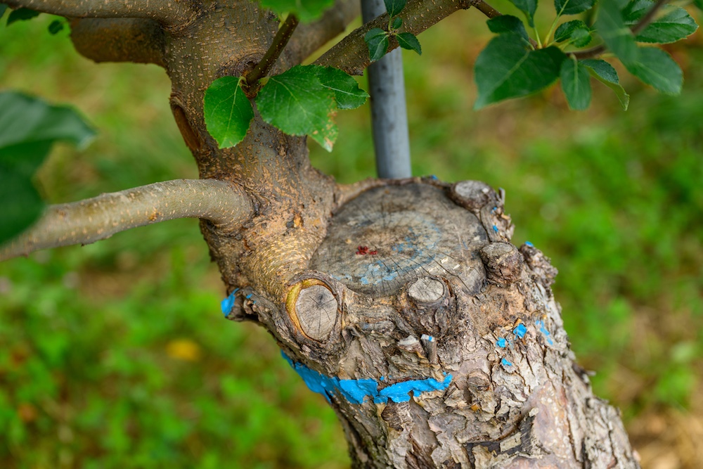 Grafting two different species of apple trees together at Rose Hill Farm in Red Hook NY.