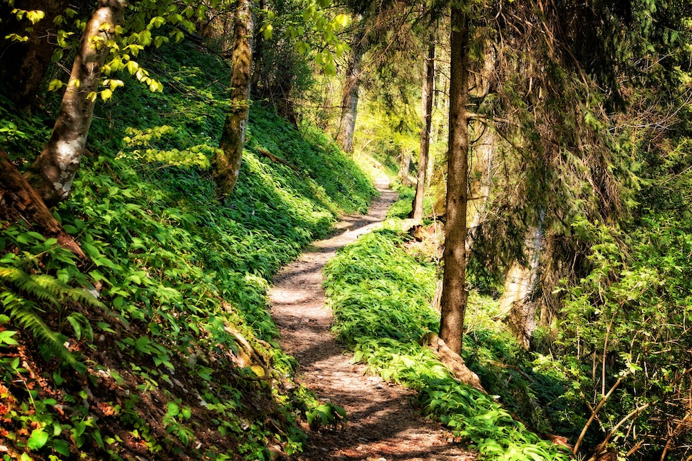 Hiking trails out at Menla Retreat & Dewa Spa
