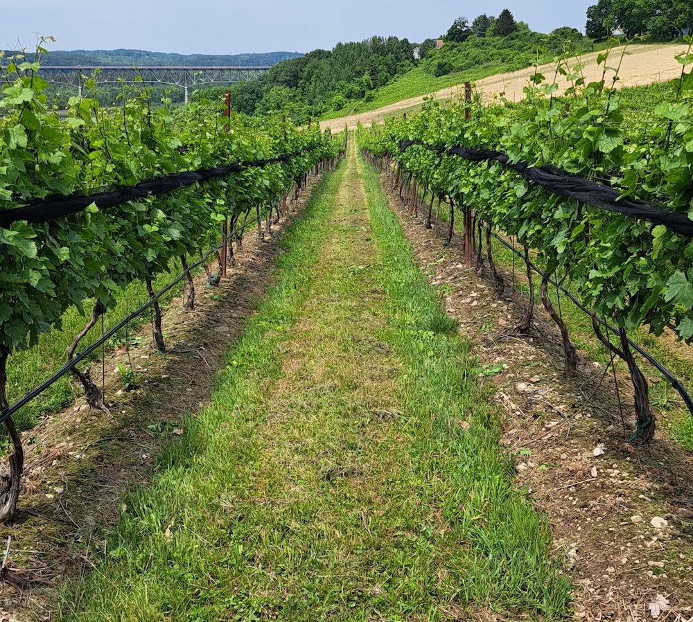 Hudson Whitecliff Vineyard row of healthy vines from 2025.