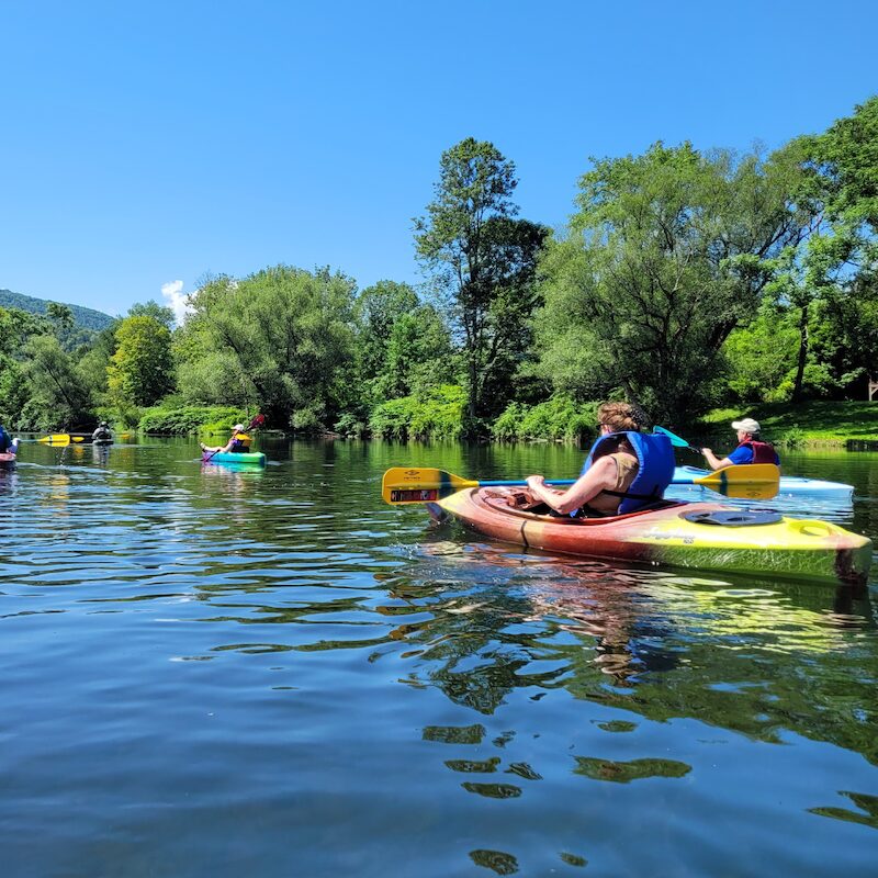 Invasive species paddle