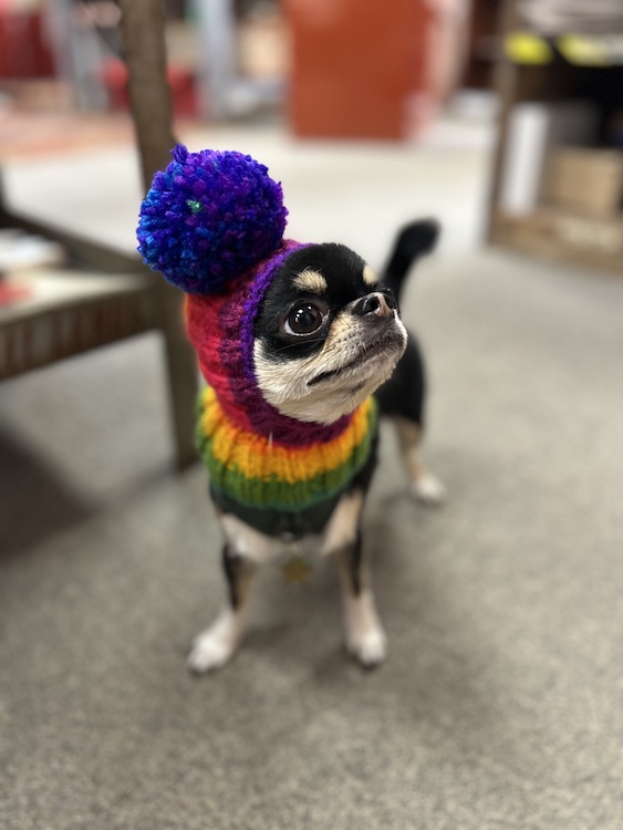 Tiny dog Fergus in pom hat at Red Owl Flea in Kingston, NY.