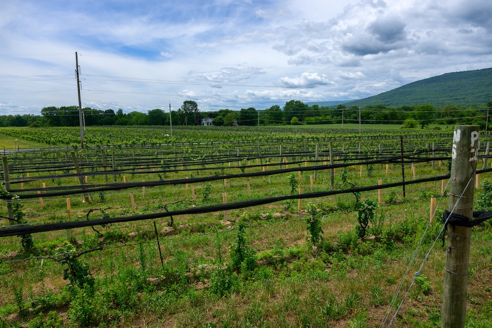 Loss of 16,000 vines at Whitecliff Vineyard & Winery in Gardiner NY.