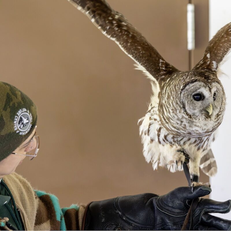 Meet The Owls at the Catskill Visitor Center