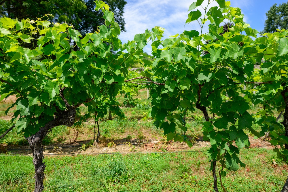 Missing clusters of grapes at Quartz Rock Vineyard & Winery and Cider House in Marlboro NY.