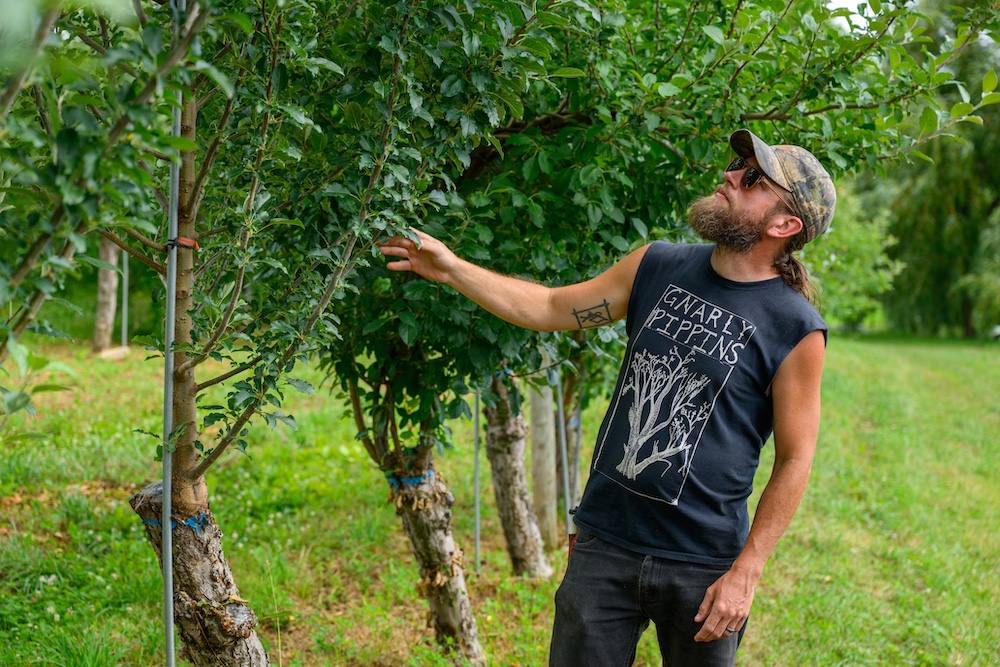 Kevin pointing out newly grafted apple trees in Wonderland Orchard at Rose Hill Farm.