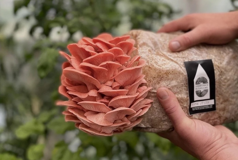 Sugarshack Mushrooms in New Paltz NY