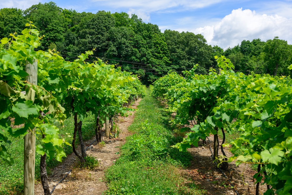 at Quartz Rock Vineyard & Winery and Cider House in Marlboro NY.