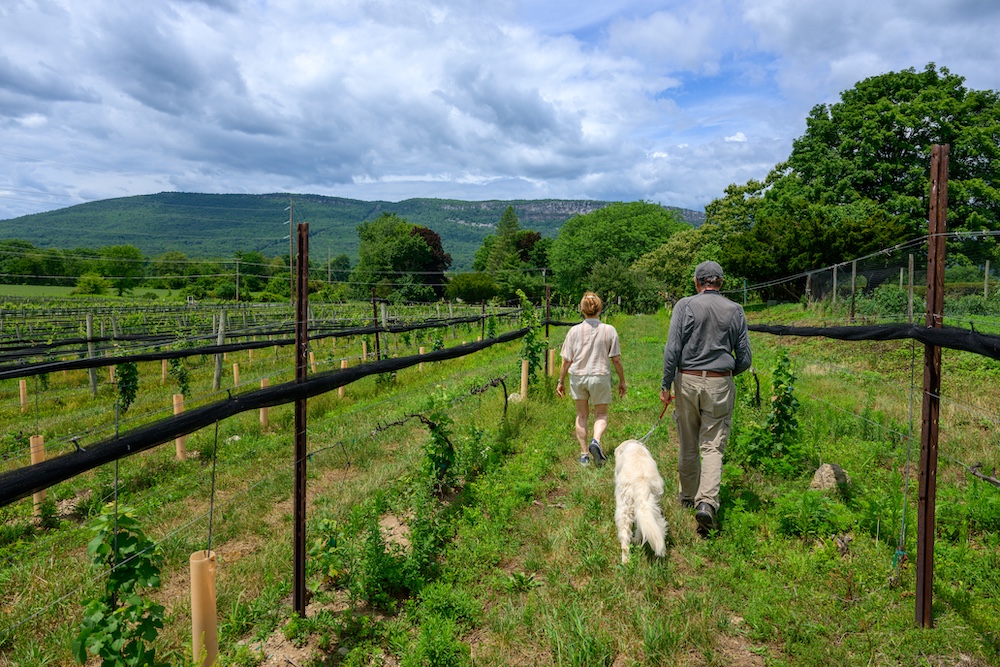 Walking the row of missing vines and grapes at Whitecliff Vineyards in Gardiner NY.