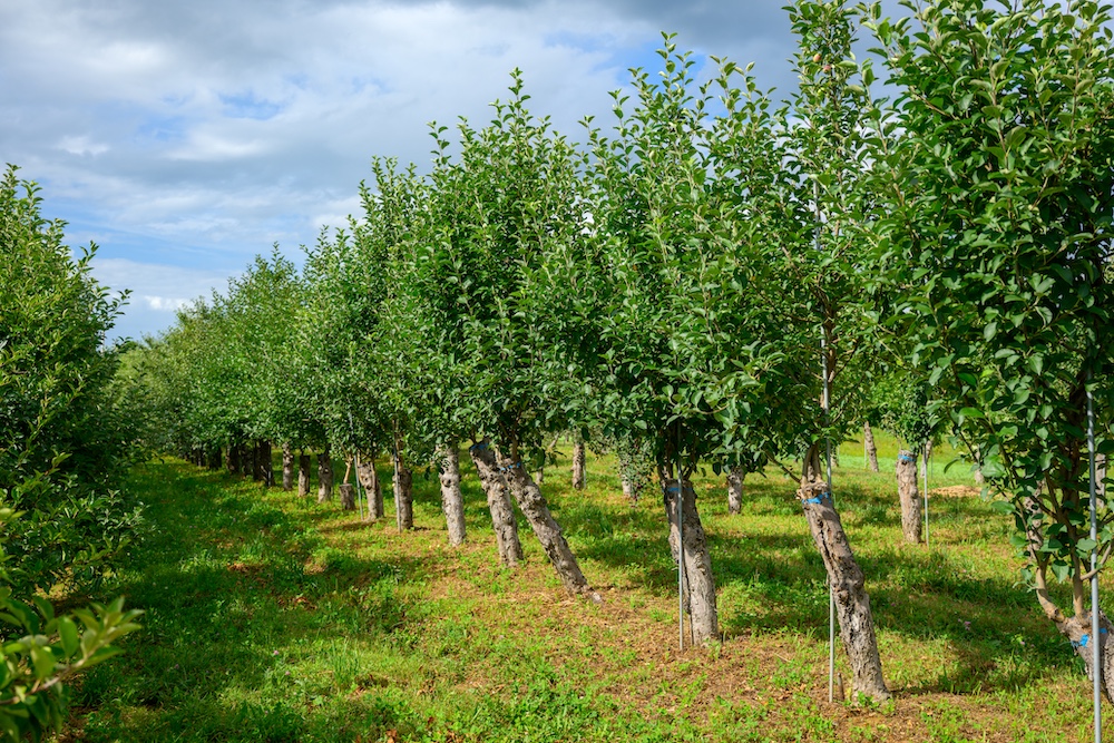 Wonderland Orchard at Rose Hill Farm in Red Hook NY.