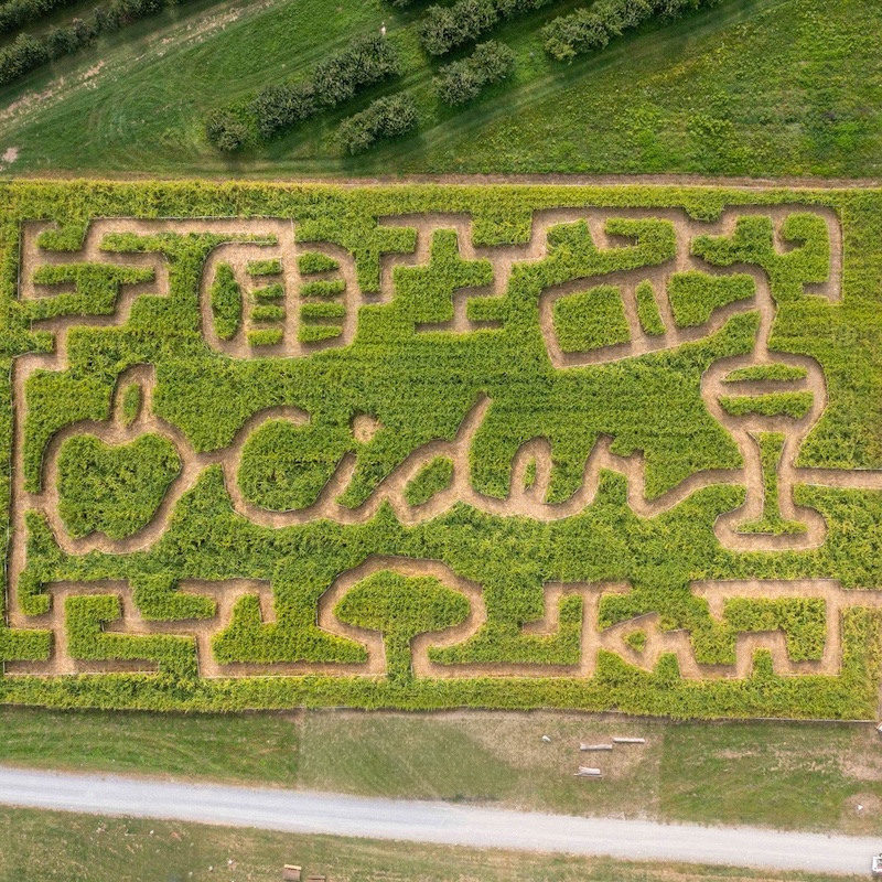 Harvest Festival Weekends Corn Maze