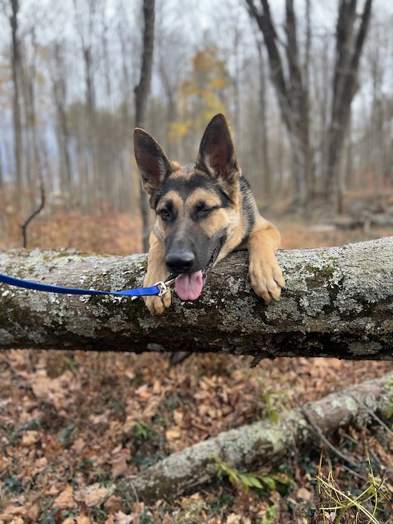 Angel on a tree. Grateful Pups Training.