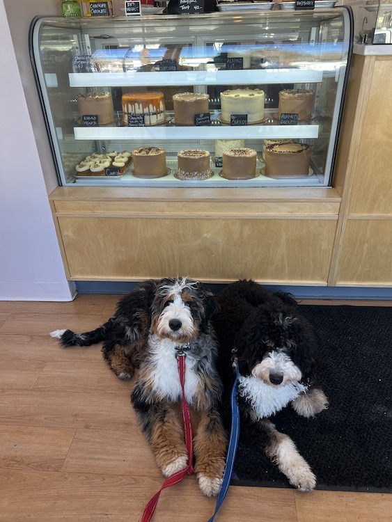 Well-behaved dogs at Overlook Bakery in Woodstock NY.