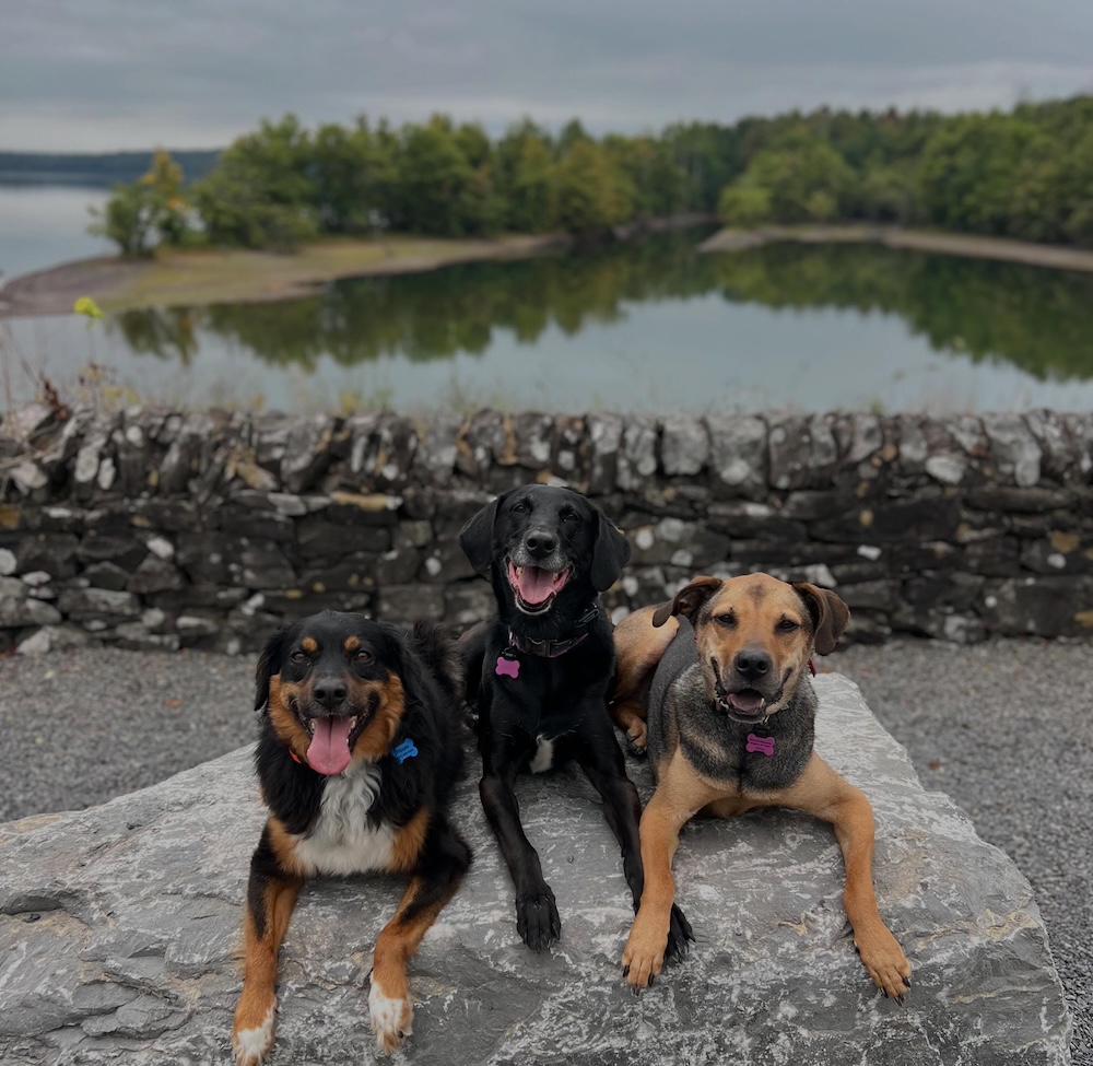 Grateful Pups Dog Training 