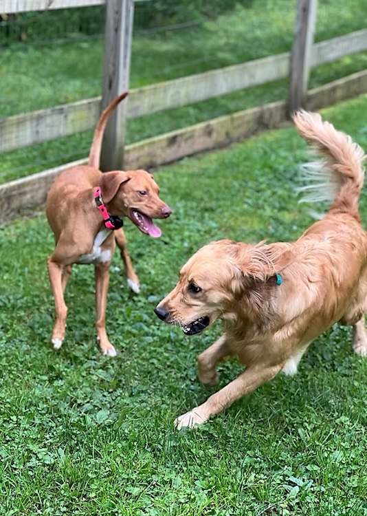 Grateful Pups Dog Training - playtime