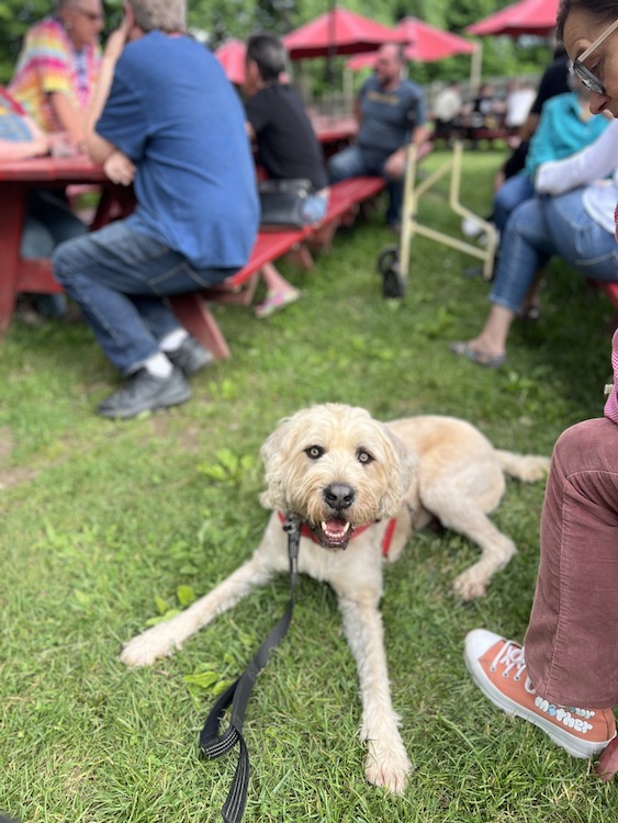 Well-behaved dogs at the Woodstock Farmers Market.