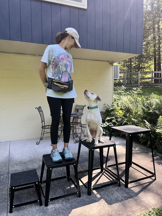 Lisa Bonk of Grateful Pups Training with Fred during a training session.