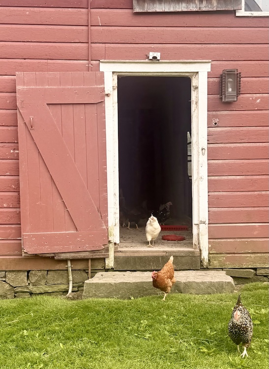 chickens